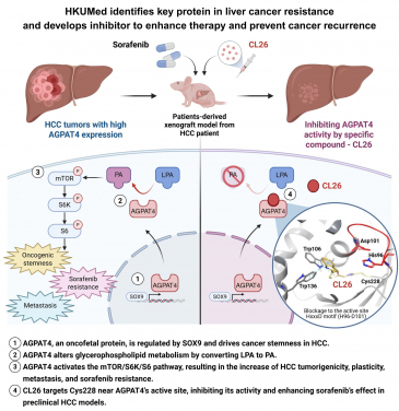 HKUMed identifies key protein in liver cancer resistance and develops inhibitor to enhance therapy and prevent cancer recurrence